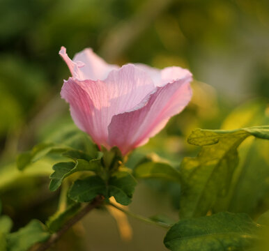 Pink hibiscus flower blooming on branch in warm summer sunlight closeup
