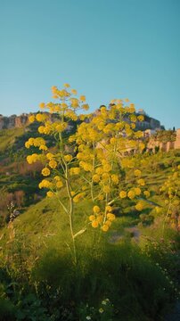 Plants and nature before Gerace at sunset in the relaxing nature