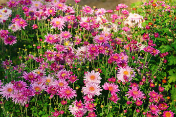 Obraz premium Pink double chrysanthemum, garden mum flowers and unopened buds blooming in a sunny autumn garden. Beautiful seasonal floral landscape in botanical park. Plant breeding, gardening, cultivation