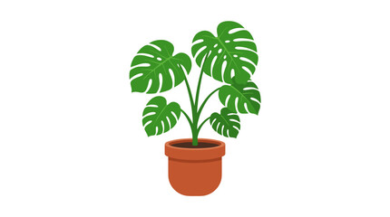 Fototapeta premium Monstera Deliciosa Plant in a Terracotta Pot Isolated on White Background
