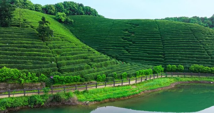 Lush green tea plantation terraced on rolling hills beside a tranquil turquoise lake along a fenced walking path.