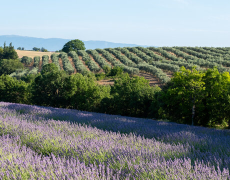 Fragrant Purple Blooming Lavender Growing in Fields on the Valensole Plateau, Provence, France