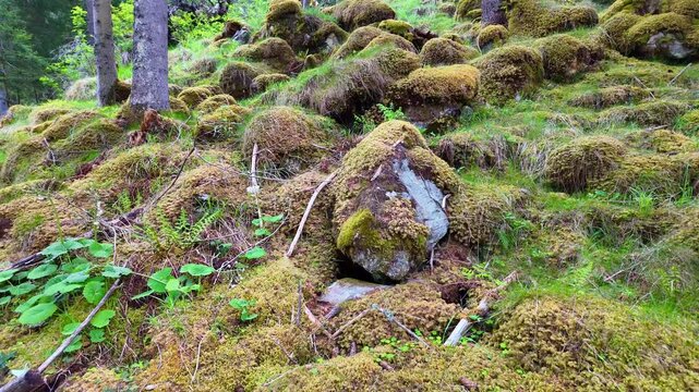 Moss in rocky forest nature. Moss covered forest rock. Rocky stone with moss in wild nature forest. 4k nature footage