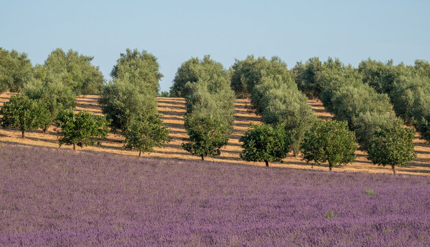 Fragrant Purple Blooming Lavender Growing in Fields on the Valensole Plateau, Provence, France