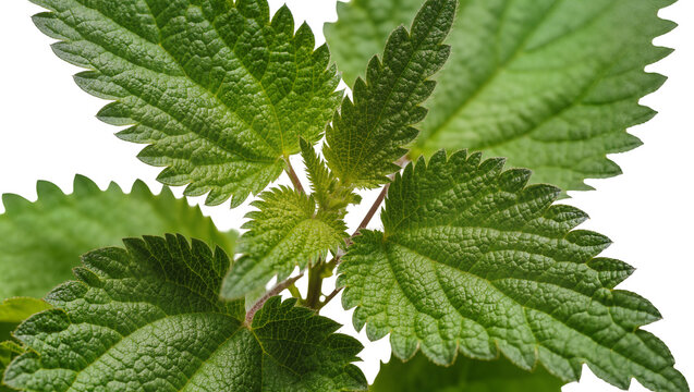 Isolated fresh green stinging nettle plant with textured leaves, a common natural herb or weed.