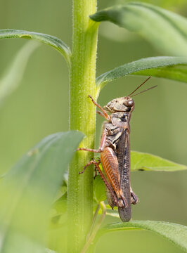 Red- legged Spar- throated Grasshopper on a green plant in July in Haliburton Ontario Canada