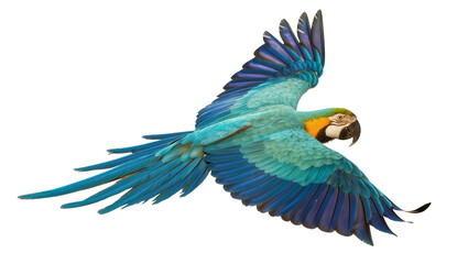Isolated tropical blue and gold macaw in majestic flight with vibrant wings spread, soaring gracefully © Ciara