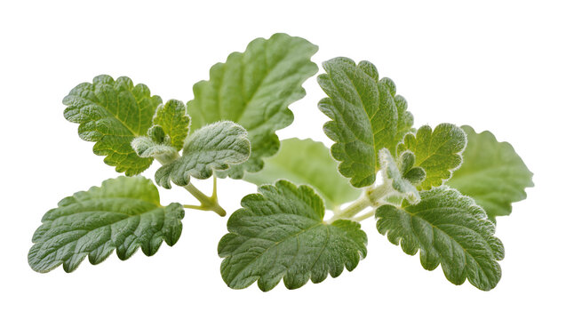 Isolated fresh green mint leaves or catnip sprig with hairy texture, a healthy herb