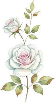 Delicate watercolor painting of a large white rose with soft pink hues in its center accompanied by a smaller rosebud and green leaves 178 characters pink rose floral flower