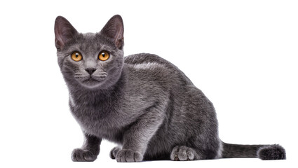 Isolated beautiful young gray domestic shorthair cat with striking golden eyes sitting alertly © Ciara