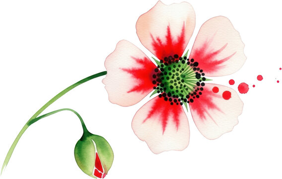 Delicate watercolor painting of a blooming pink and red poppy flower with a closed bud and falling petals 179 characters green stem botanical illustration art nature floral
