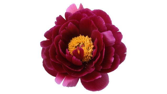 Isolated rich dark red peony flower with vibrant yellow stamens, elegant lush petals