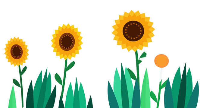 Garden scene with sunflowers and daisy on transparent background