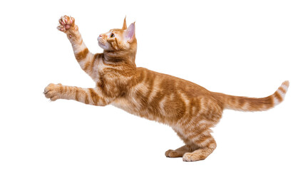 Isolated adorable ginger tabby kitten caught mid-jump, playfully reaching out with its paw © Ciara