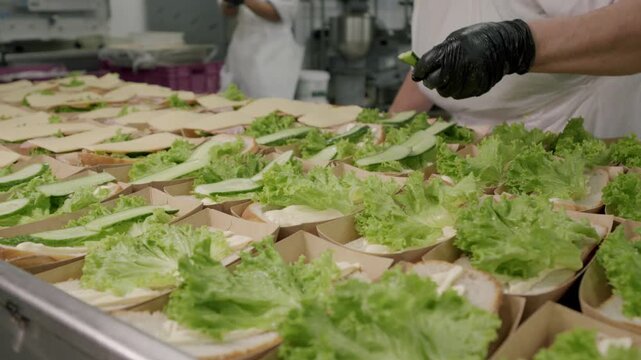 Caucasian male chef in black gloves prepares fresh salad ingredients, layering lettuce and cucumber slices in biodegradable containers on a stainless steel table in a commercial kitchen