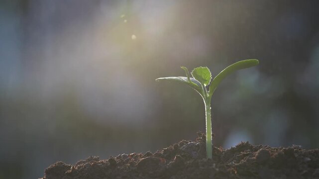 watering spray small growing vegetable sprout