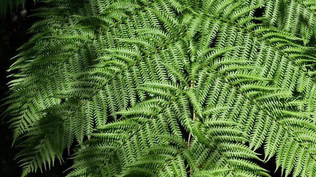 Fern leaves gently swaying in the wind