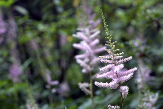 Pink astilbe flower plume blooming against a blurred garden background.