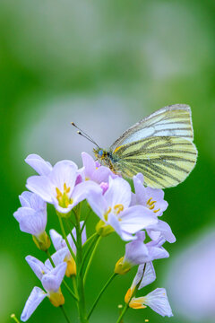 Green-veined white butterfly, Pieris napi,  feeding on cuckooflowers