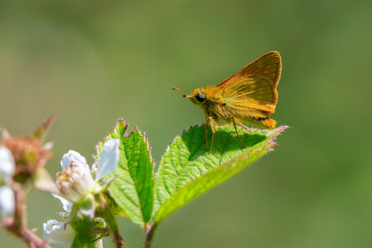 large skipper Ochlodes sylvanus butterfly feeding