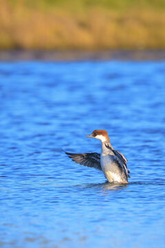 Smew, Mergellus albellus, female bird swimming in a lake