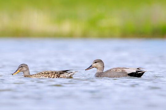 Swimming gadwall, Mareca strepera, male and female duck, portrait