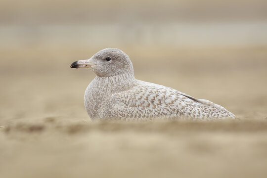 Glaucous gull Larus hyperboreus foraging on a beach