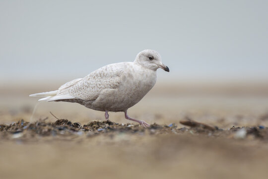 Iceland gull Larus glaucoides foraging on a beach