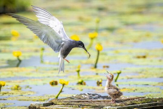 Black tern, Chlidonias niger, feeding chick