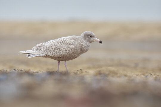Glaucous gull Larus hyperboreus foraging on a beach