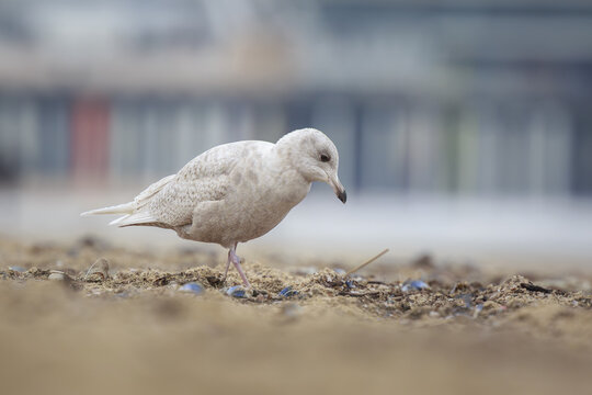 Iceland gull Larus glaucoides foraging on a beach