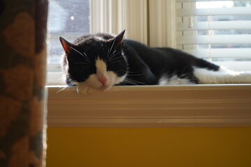 cat on window © Nicholas