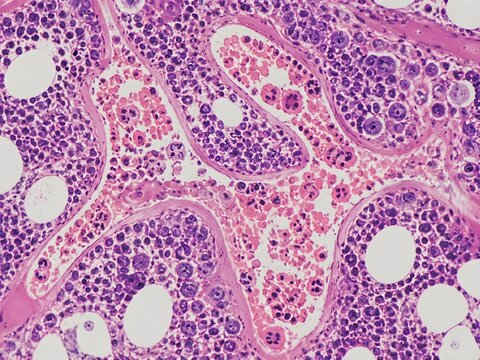 Bone Marrow Sinusoidal Vessels Filled Maturing Blood Cells Thin Endothelial Walls Realistic Histology Detail Visualization