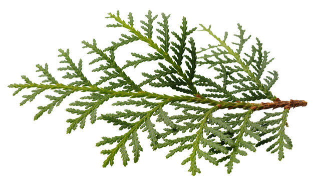 Isolated fresh green Thuja branch, detailed evergreen arborvitae foliage, natural plant element.