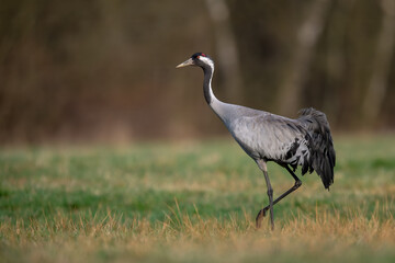 Fototapeta premium Common Crane walking across meadow in natural habitat