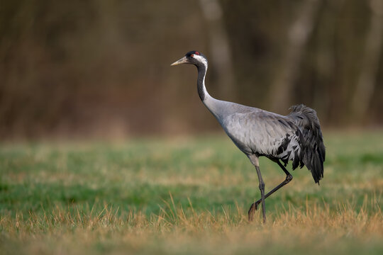 Common Crane walking across meadow in natural habitat