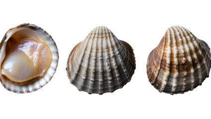 Isolated multiple views of raw edible cockle and scallop shells with mollusk meat © Diego