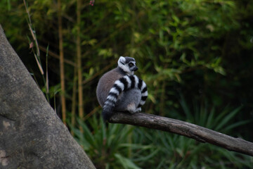 ring tailed lemur - Lemur Catta is an endangered species that comes from the island of Madagascar © Polartundra Photos