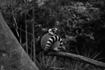 ring tailed lemur in black & white- Lemur Catta is an endangered species that comes from the island of Madagascar © Polartundra Photos