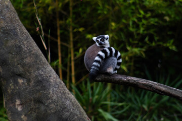 ring tailed lemur in the trees - Lemur Catta is an endangered species that comes from the island of Madagascar © Polartundra Photos