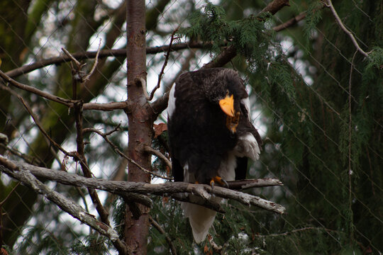 Steller's sea eagle looking down - Haliaeetus pelagicus - native to coastal northeastern asia and found in russia, china, korea and japan. mainly eats waterbirds and fish
