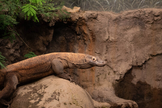a komodo dragon on a rock