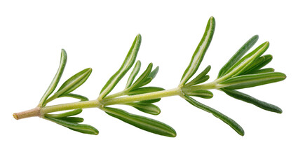 Fototapeta premium Isolated fresh rosemary sprig, fragrant herb with green needle-like leaves, culinary ingredient