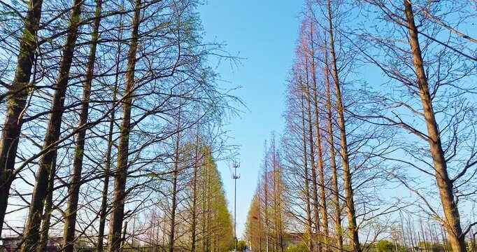Tall, bare trees line a straight road under a clear blue sky in early spring.