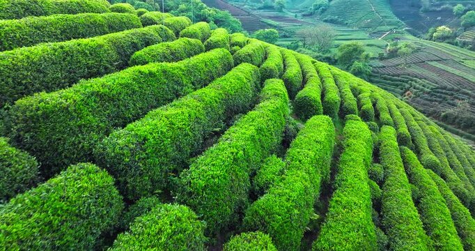 High angle view of vibrant green terraced tea plantation bushes growing on rolling hillside slopes.