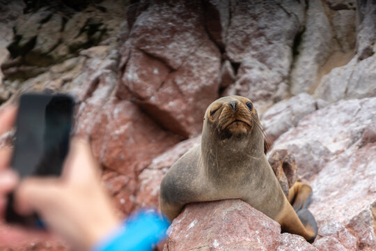 South American sea lion resting on colorful coastal rocks while a tourist takes a photograph at the Ballestas Islands near Paracas, Peru