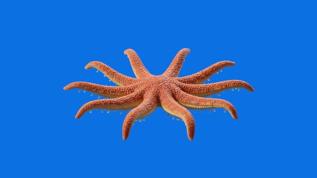 Detailed 3D model of a vibrant orange multi-armed sea star shown in side perspective, isolated on a solid bright blue background. Great for ocean biology documentaries, underwater video compositing, m