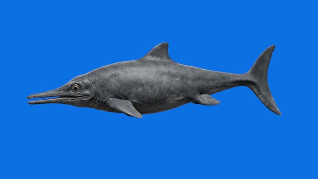 A detailed 3D model of an Ichthyosaurus, an extinct prehistoric marine reptile, swims smoothly in a side profile against a solid chroma key blue screen background. This animated underwater asset is pe