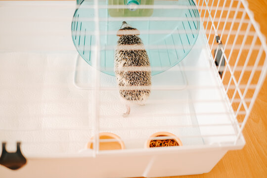  pet African pygmy hedgehog runs in a wheel inside a white cage.Pet Hedgehog Health