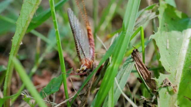 Mayfly Resting on Woodlands Grass Macro Nature Video